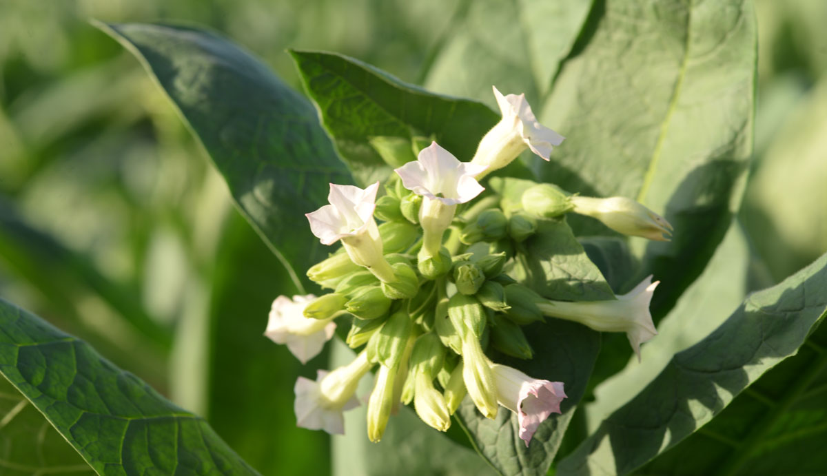 Tabaco Mata Fina - flores da planta