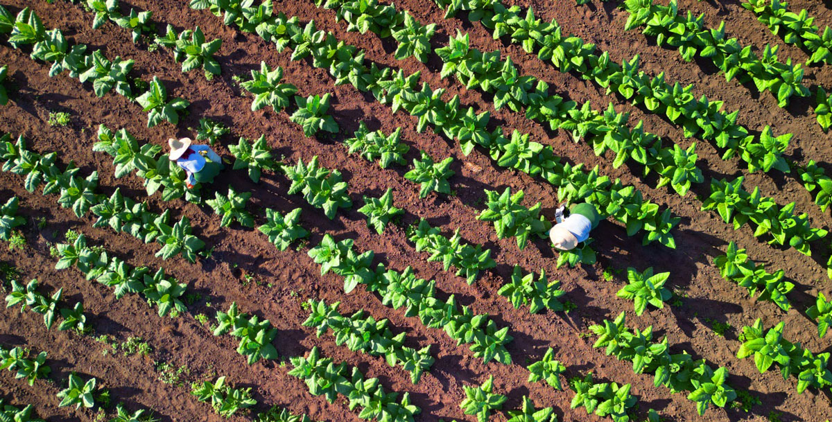 Tabaco Mata Norte - plantação vista aérea